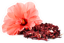 Hibiscus Tea And Flower Sticker