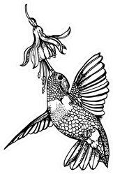 Hummingbird And Flower, Hand Drawing Illustration Sticker