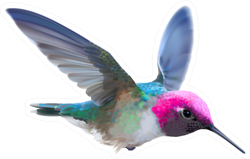 Hummingbird - Calypte Illustration Of A Flying Male Sticker