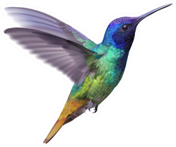 Hummingbird - Golden Tailed Sapphire Hand Drawn Sticker