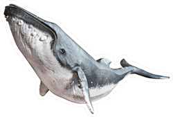 Humpback Whale Sticker