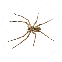 Huntsman Spider Sticker