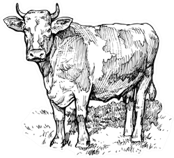 Illustration Of A Cow In The Meadow Sticker