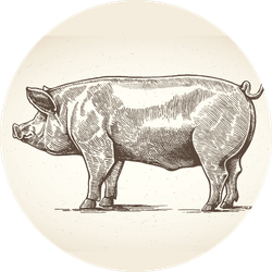 Illustration Of Pig In Graphic Style Sticker