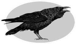 Illustration Of The Black Raven Crow Bird In Oval Sticker