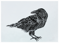 Illustration "the Black Crow" Sticker