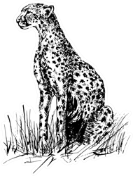 Image Of A Cheetah Sitting In The Grass Sticker