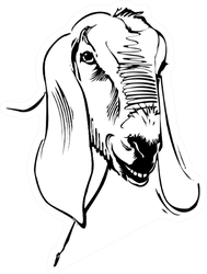 Ink Drawing Of Goat Sticker