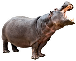 Isolated Hippopotamus With Opened Mouth Sticker