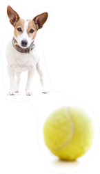 Jack Russell Terrier Dog Playing With Tennis Ball Sticker