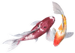 Koi Carp Watercolor Painting Sticker