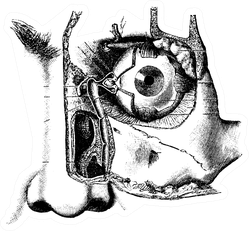 Lacrimal Apparatus Usual Medicine Dictionary Sticker