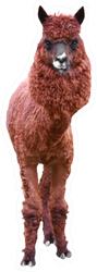Lama Isolated On A White Sticker