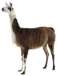 Lama On White Sticker