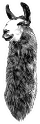 Lama Sketch Black-and-white Drawing Sticker