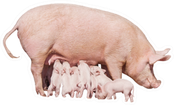 Little Piglets Eat Milk From Mom Sticker