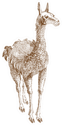 Llama Illustration Sticker