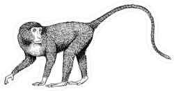Long Tail Monkey Sticker