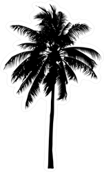 Mature Palm Tree Silhouette