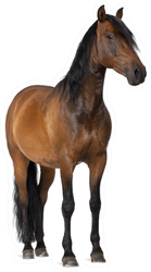 Mixed Breed Of Spanish And Arabian Horse Standing Sticker