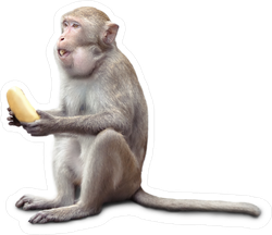 Monkey Sitting With Banana In His Mouth Sticker