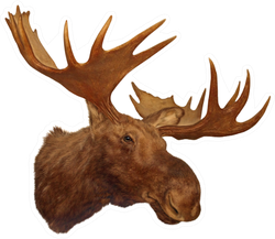 Moose Head Antler Sticker