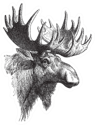 Moose Or Eurasian Elk Vintage Illustration Sticker