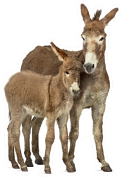 Mother Provence Donkey And Her Foal Sticker