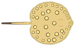 Ocellate River Stingray (potamotrygon Motoro) Topview Sticker