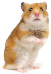 Orange Hamster Standing On Its Hind Legs Sticker