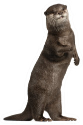 Oriental Small-clawed Otter Standing In Front Of White Sticker