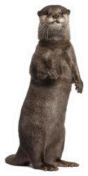 Oriental Small-clawed Otter Standing Sticker