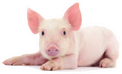 Pig Baby Sticker