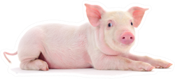Piglet Laying Down Sticker