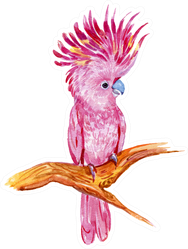 Pink Cockatoos, Exotic Birds In Watercolor Sticker