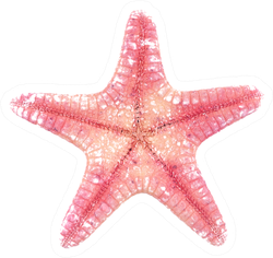 Pink Starfish On White Sticker