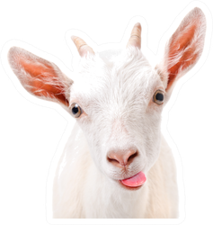 Portrait Of A Funny Goat Showing Tongue Sticker