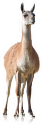 Portrait Of Llama Sticker