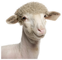 Portrait Of Partially Shaved Merino Lamb Sticker