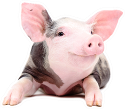 Portrait Of The Funny Little Pig Sticker