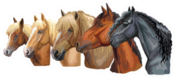 Portraits Of Horses Breeds Looking In Profile Sticker
