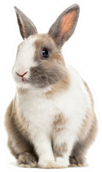 Rabbit , 4 Months Old, Sitting Against White Sticker
