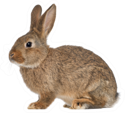 Rabbit Sitting Against White Sticker