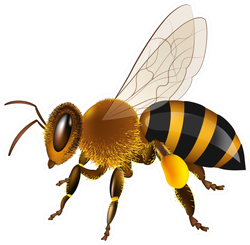 Realistic Honey Bee Sticker