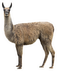 Realistic Llama Isolated On White Sticker