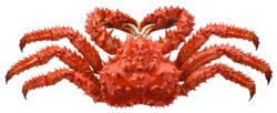 Red Brown King Crab Sticker