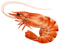 Red Cooked Prawn Or Tiger Shrimp Sticker