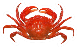 Red Crab Isolated On White Background Sticker