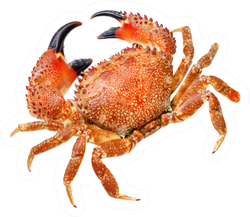Red Crab Isolated Sticker