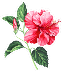 Red Hibiscus With Leaves And Bud Sticker